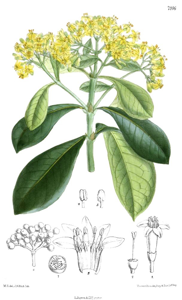 Psychotria capensis