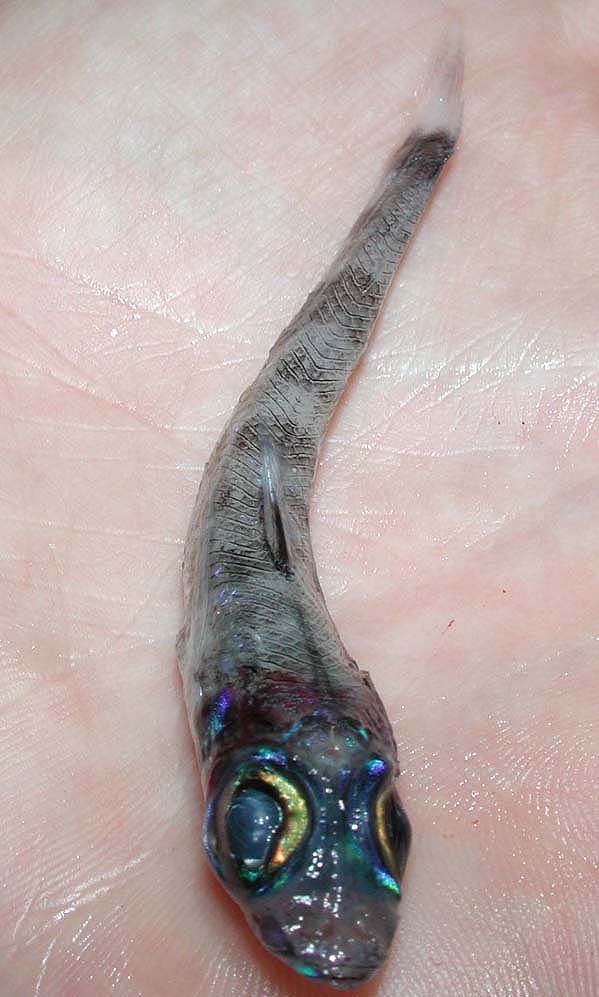 Chlorophthalmidae