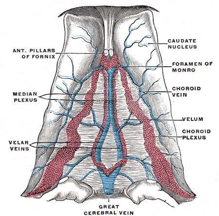 great cerebral vein