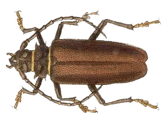 Derobrachus asperatus