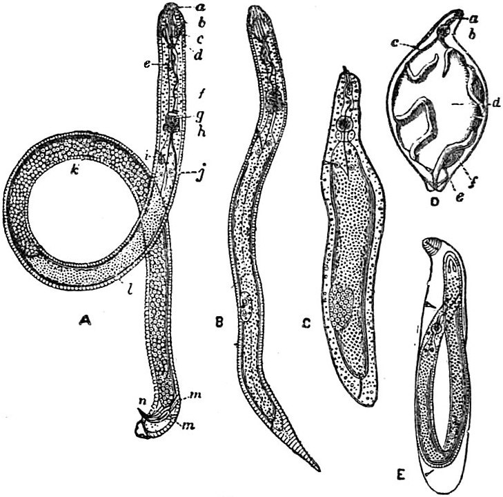 Heterodera schachtii