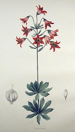 Lilium bolanderi