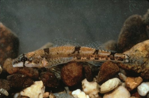 Amber darter