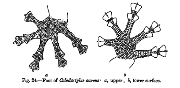 Calodactylodes