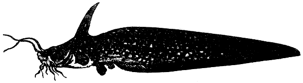 Plotosidae