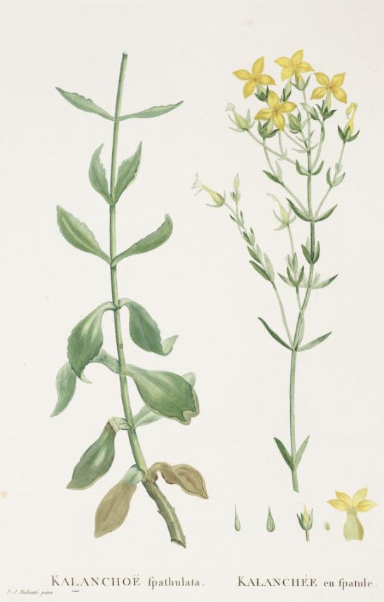 Kalanchoe spathulata