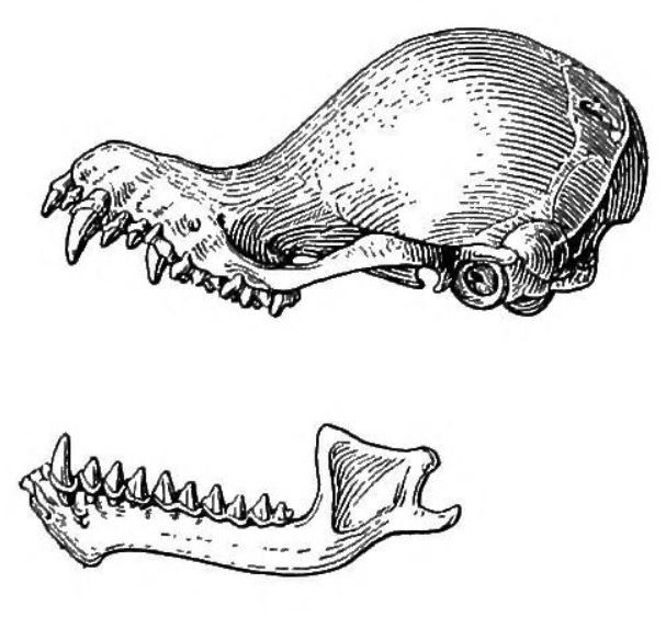 Hardwicke's woolly bat