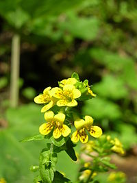 Tozzia alpina