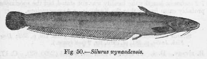 Pterocryptis
