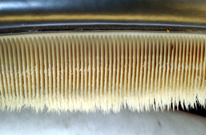 baleen