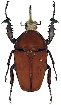 Mecynorhina