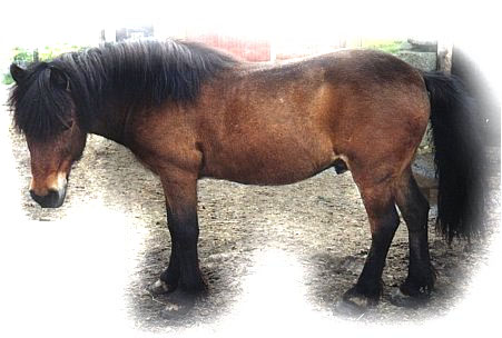 Faroe pony