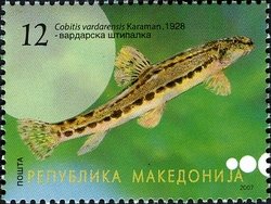 Cobitis vardarensis