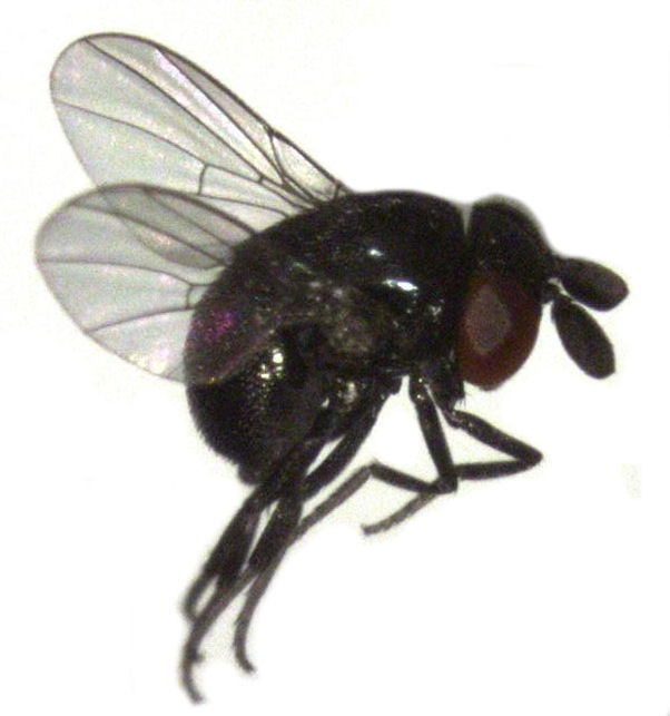 Cryptochetidae