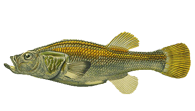 Orestias cuvieri