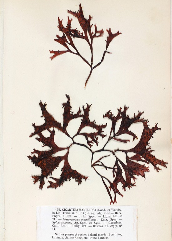 Phyllophoraceae
