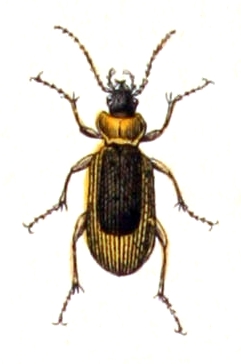 Nebria livida