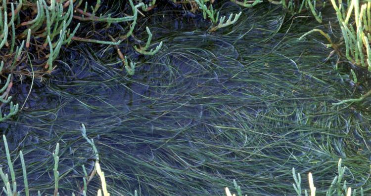 Ruppia maritima