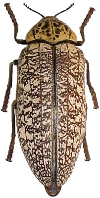 Aaata
