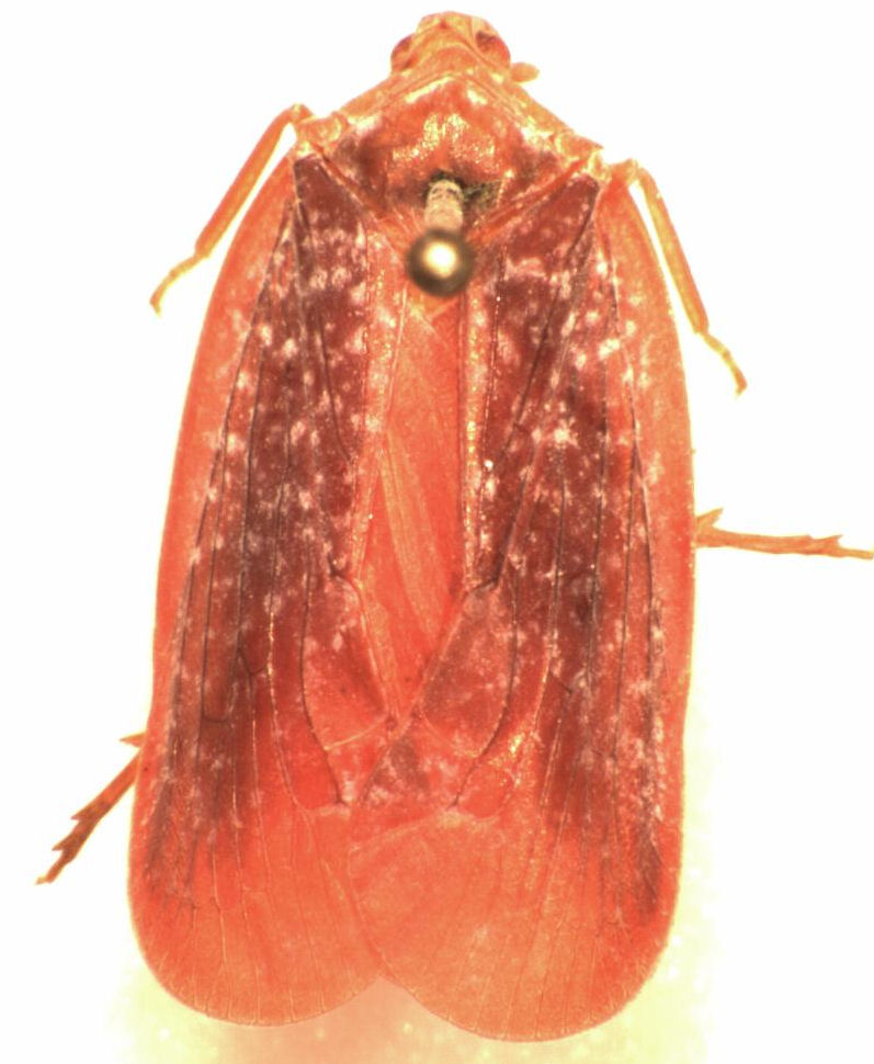 Achilidae