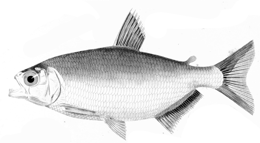 Brycon falcatus