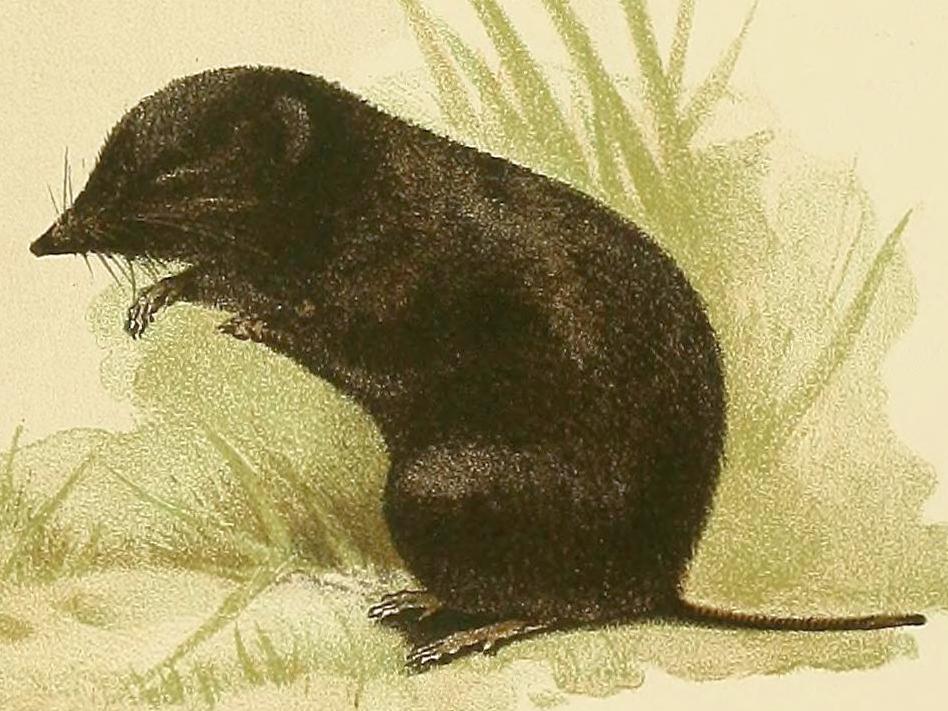 Montane Mouse Shrew