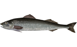 sablefish