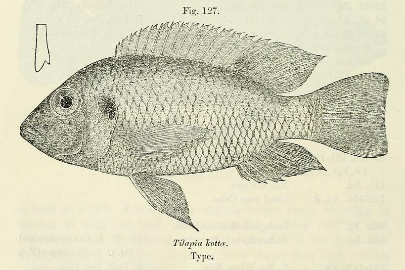 Coptodon kottae