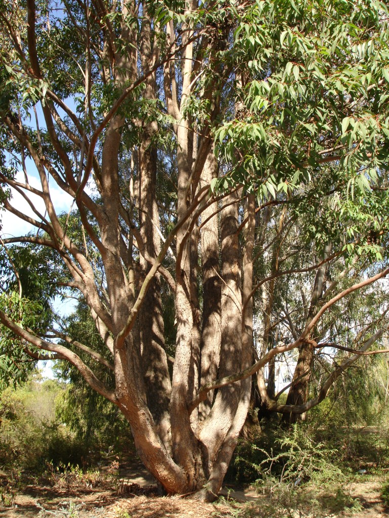 Eucalyptus cloeziana