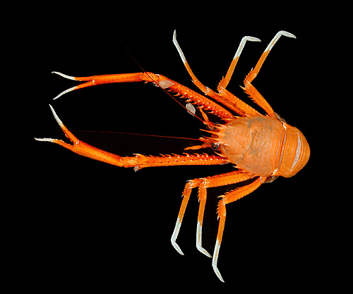 Chirostyloidea
