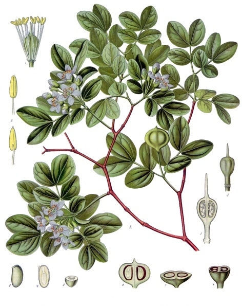 Zygophyllales