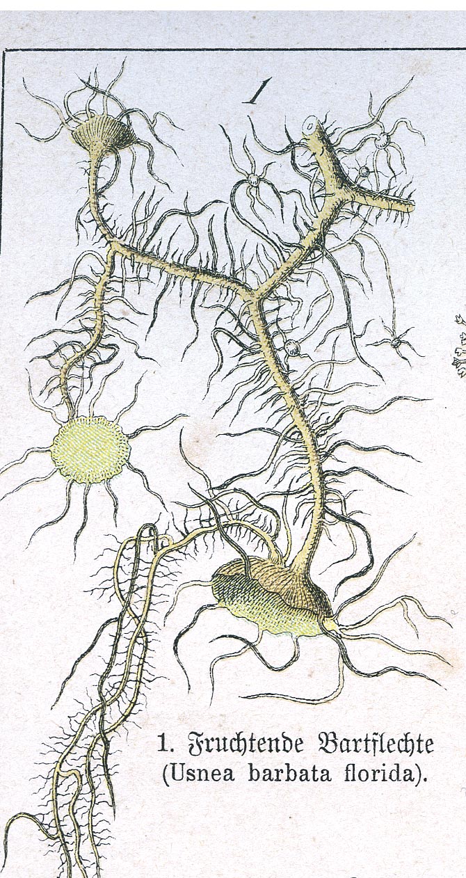 Usnea florida