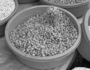 Ricinodendron heudelotii