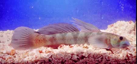 Sicydium