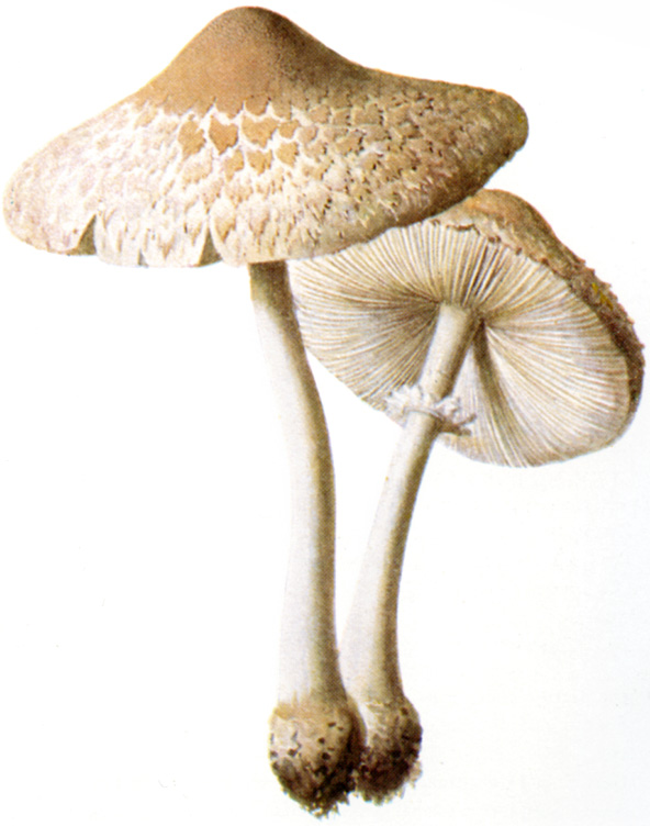 Macrolepiota excoriata