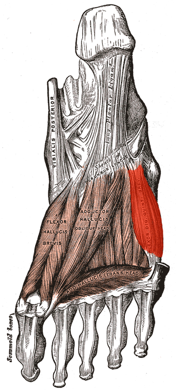 flexor digiti minimi brevis muscle of foot