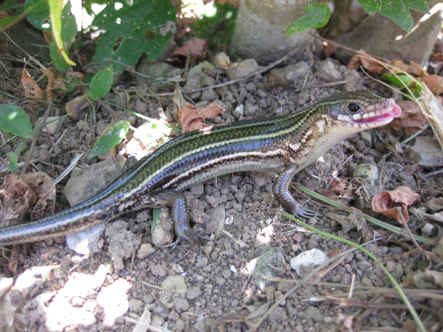 Kishinoue's Giant Skink