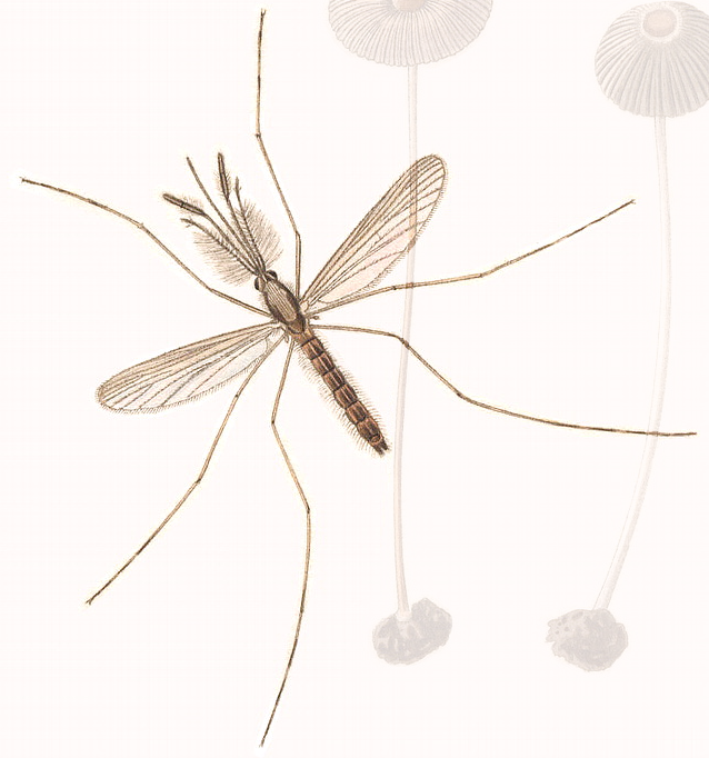 Anopheles claviger