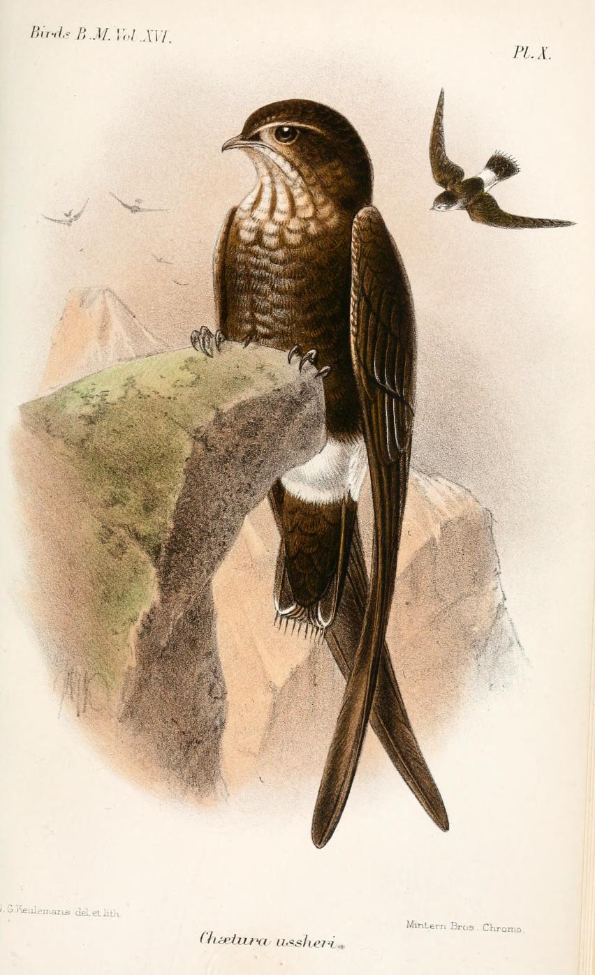 Telacanthura