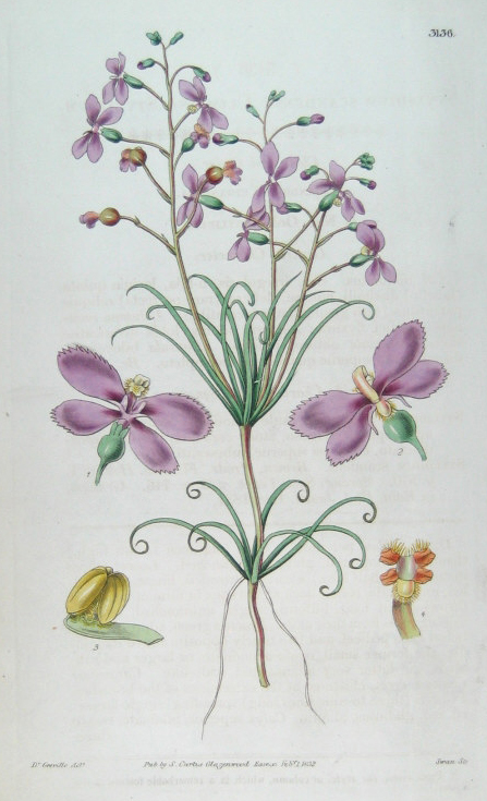 Stylidiaceae