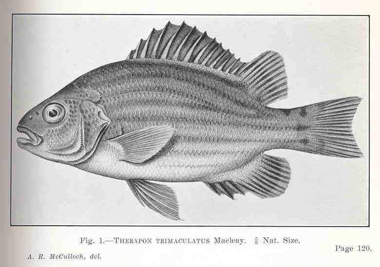 Threespot grunter