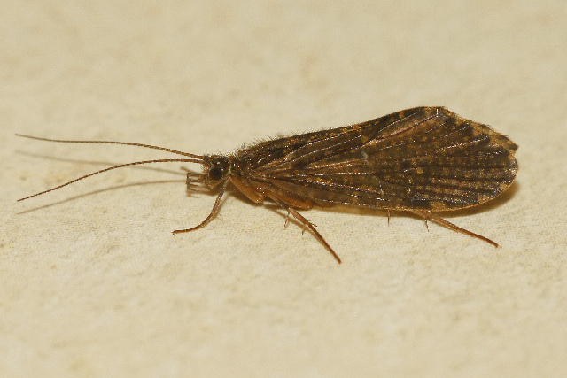 Rhyacophila
