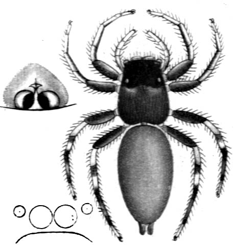 Cosmophasis