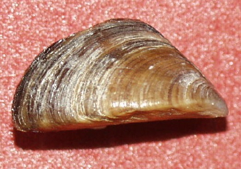 Dreissena