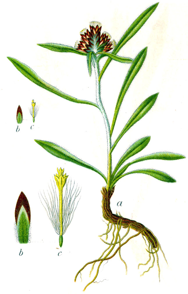 Omalotheca