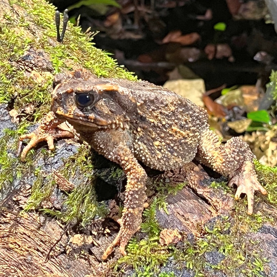 Bony-headed toad