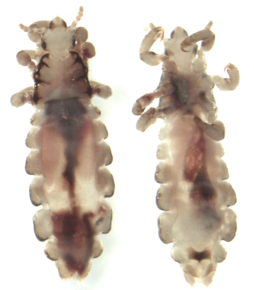 Pediculus