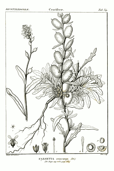 Fibigia