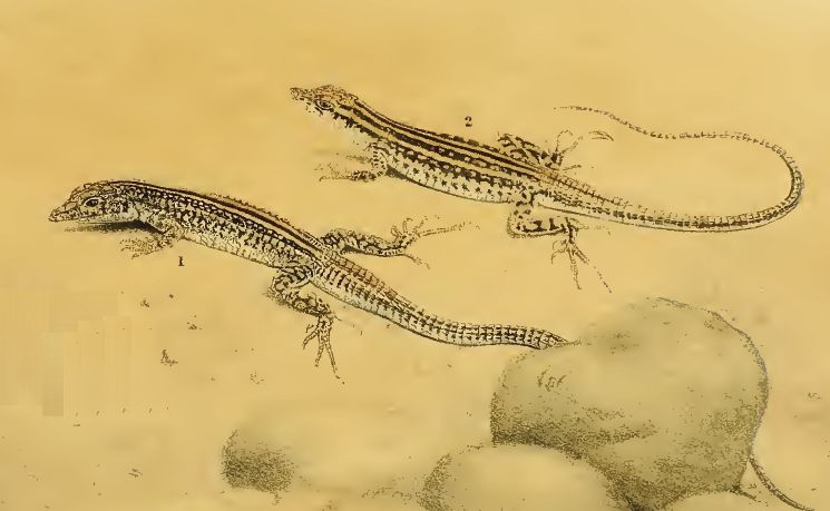 Pseuderemias