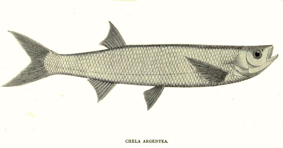 Silver Razorbelly Minnow